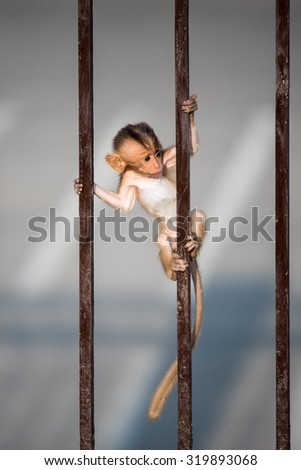 Baby monkey climbing the iron bars