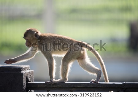 Monkey walking on wall in morning