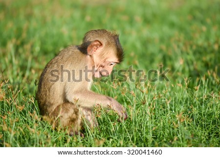 Baby monkey eat grass flower in morning