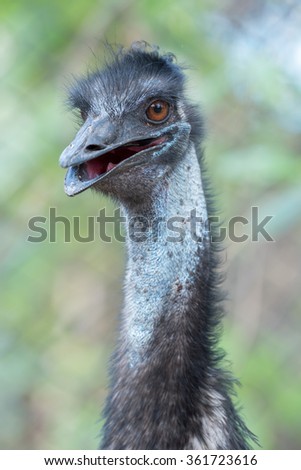 Emu head and neck