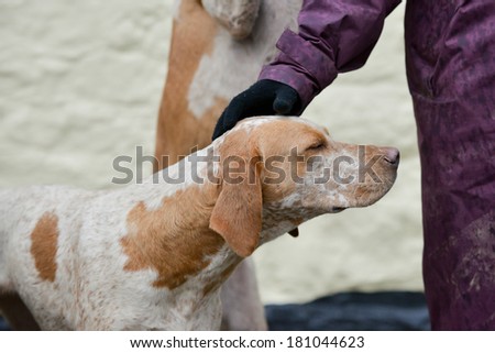 Bliss-hound enjoys a fuss from a hunt follower as it waits to go out fox hunting in the UK