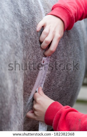 How fat is your horse-close up shot of horse being weighed using an equine weigh tape.