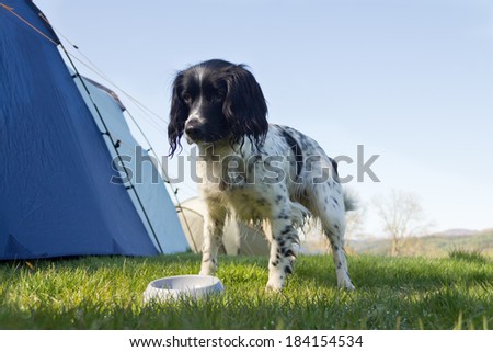 Eating outdoors-spaniel dog stands outdoors by tent waiting for her breakfast.