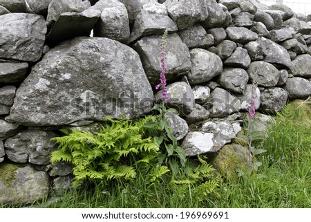 Natures beauty-foxglove and fern growing in the shelter of hand made stone wall in Harlech Wales.