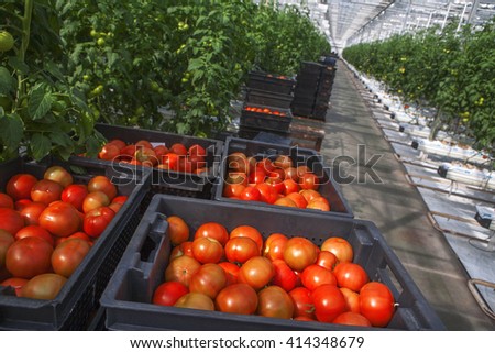 Tomatoes weigh on the branches, ripen.