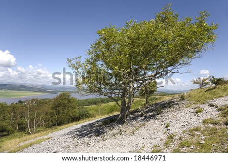 Mountain Ash tree on Arnside Knot with view of the Lake District