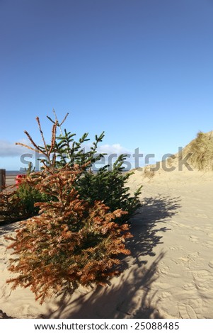 Dune Restoration with Christmas Trees