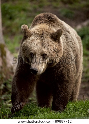 European Brown Bear captive breeding in sanctuary in Germany