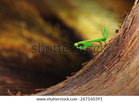 Praying mantis in its secret base with yellow background