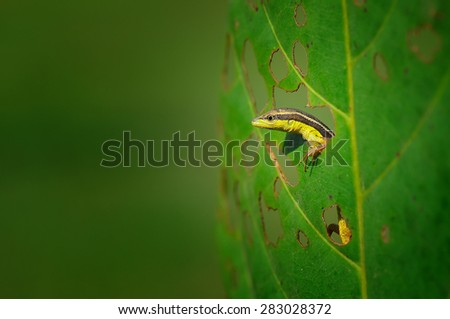 Tropical long tail Lizard on a leaf hole