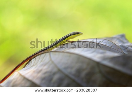 Long Tail Tropical Lizard on a leaf