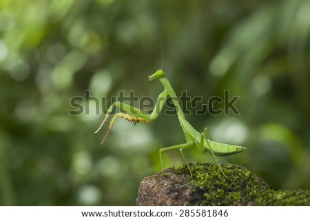 Tropical Praying Mantis Posed on a rock with green and white background
