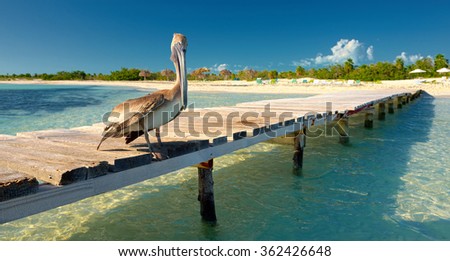 Pelican on the beach. A series of the best beaches in the world