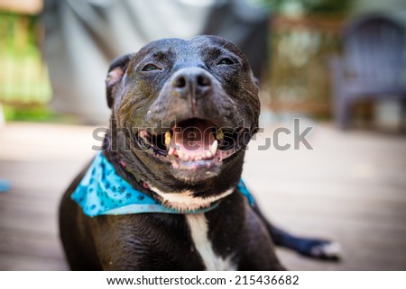 Smiling Black American PitBull wearing a blue bandanna.