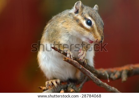 A close-up of a cute rodent