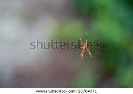 A spider making its web on a colorful background
