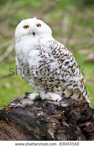 Beautiful white owl