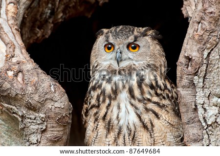 Portrait of European eagle owl with beautiful eyes