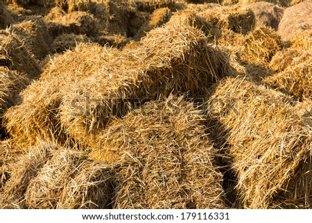 Bales of rice straw in countryside at harvest time