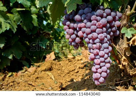 Wine grape in vineyard natural background - Juicy grape   colorful  background