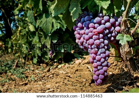 Wine grape natural background - Fresh juicy fruit in vineyard