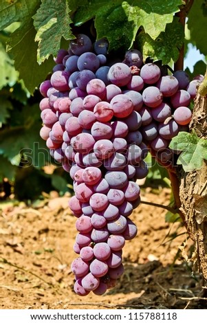 Wine ripe grape natural background - Fresh juicy fruit in vineyard