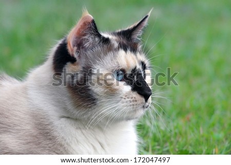 Cat playing in the grass outdoors - Beautiful cat head shoot in the garden