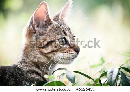 Cat play in the grass