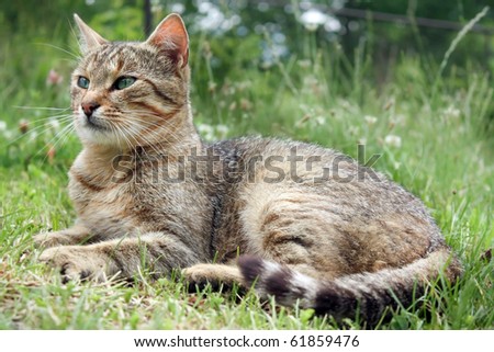 Domestic young cat in the garden - Cat in the grass resting