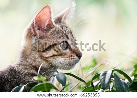 Cat plays and hides  in the grass - Hidden cat in natural environment