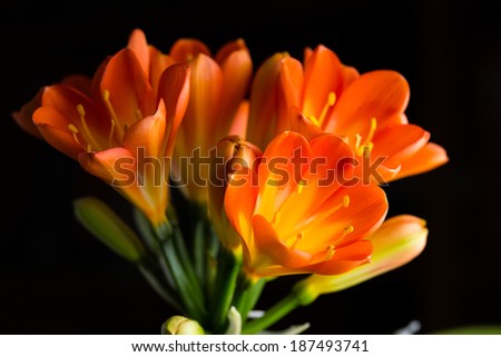 Orange Clivia Miniata(Bush lily) isolated on black background