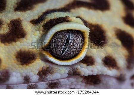 Closeup image of an eye of a beautiful reptile leopard gecko