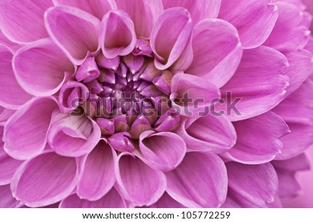 Flower purple chrysanthemum close up - floral background