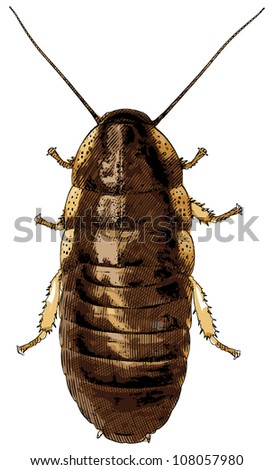Cockroach Illustration