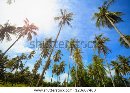 Coconut palms park