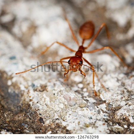 One weaver ant or green ant (Genus Oecophylla) on stone background