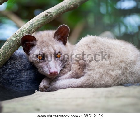 Asian Palm Civet - The animal used for the production of expensive coffee Kopi Luwak