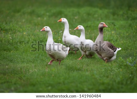Domestic Geese On A Walk Through The Meadow