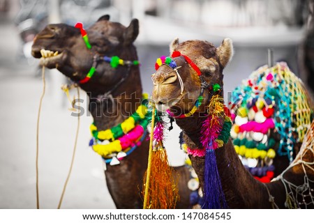 Two Camels Dressed Up For The Trade Fair. Pushkar, India