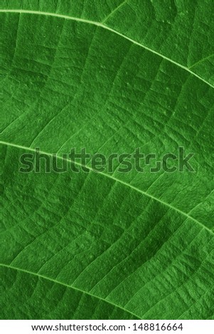 The vertical floral natural green tropical background
