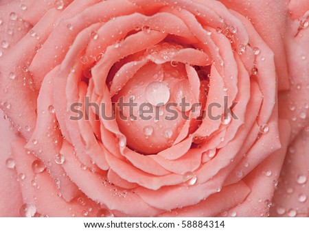 Drops of water on rose-petals