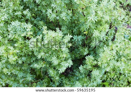 The magnificent green vegetation - bush close up