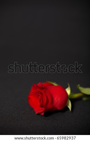 Dark composition - one rose on a dark background