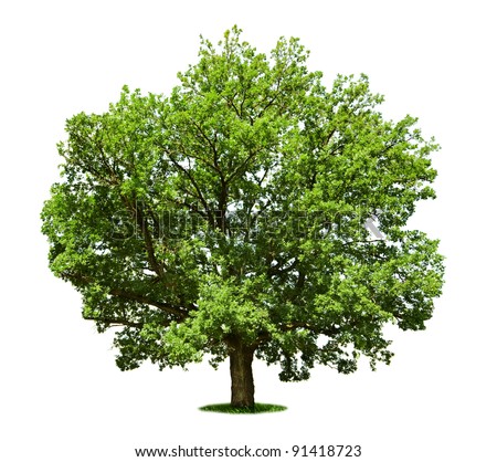 Big Tree - Oak Isolated On A White Stock Photo 91418723 : Shutterstock