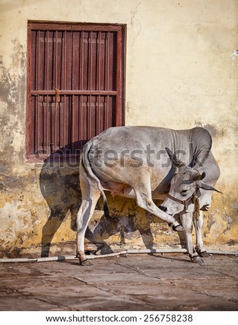 Cow on the street of big Indian town - Udaipur