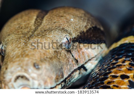 Boa Constrictor at rest.  The Boa Constrictor is one of the rare creatures that has the same Common and Scientific name.  Preferred habitat is rain forest.