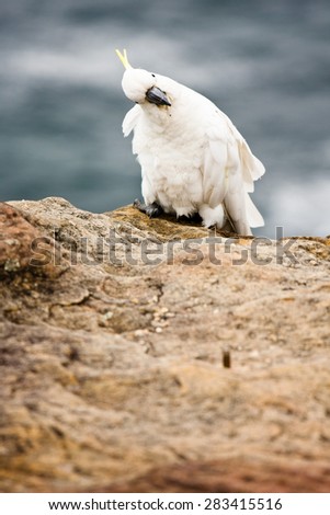 A tilted-head white parrot on rocks