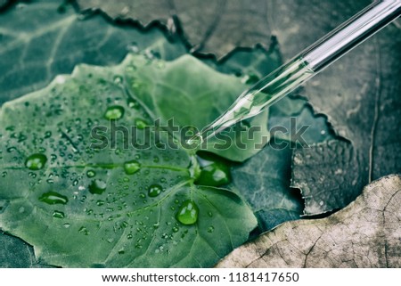 Scientist with natural drug and cosmetics research, Organic essence oil dropping on green leaf among dry damage leaves, Natural Moist protect concept.