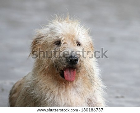 white fluffy dirty dog sitting on the beach