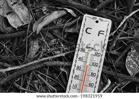 Hot weather, Thermometer on dry leaves ground, Thermometer in high temperature,  Temperature scale. Process in Black and White color.